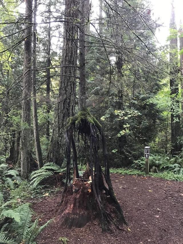 什么植物生命力最顽强_什么植物生命力最顽强前十名308 / 作者:UFO爱好者 / 帖子ID:103885