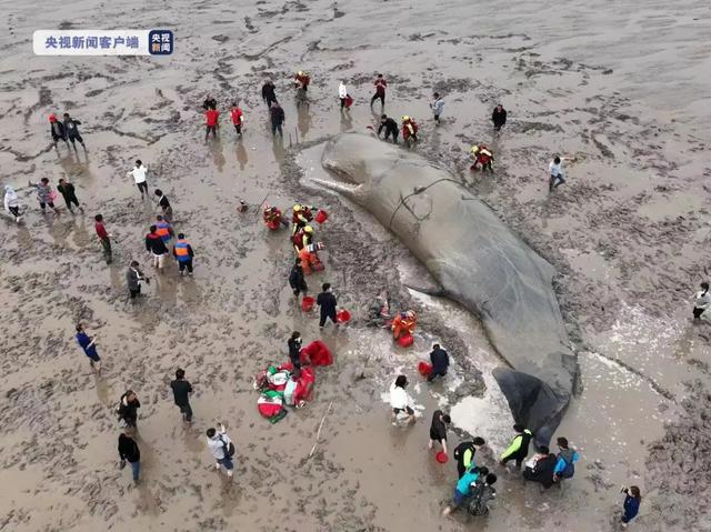 鲸鱼为什么会搁浅_鲸鱼为什么会搁浅海滩311 / 作者:UFO爱好者 / 帖子ID:102257