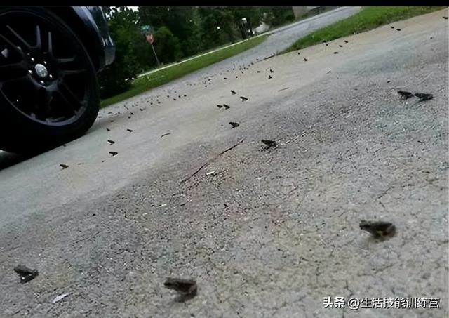 灵异照片_灵异照片吓死20万人414 / 作者:UFO爱好者 / 帖子ID:98267