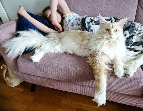 最大的猫_最大的猫是什么品种680 / 作者:UFO爱好者 / 帖子ID:97300