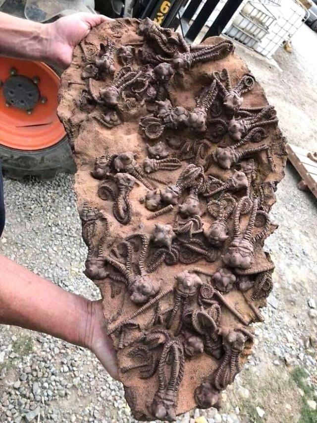诡异照片_诡异照片看懂了吓死人833 / 作者:UFO爱好者 / 帖子ID:98425