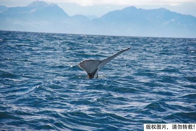 鲸鱼为什么会搁浅_鲸鱼为什么会搁浅海滩328 / 作者:UFO爱好者 / 帖子ID:102257