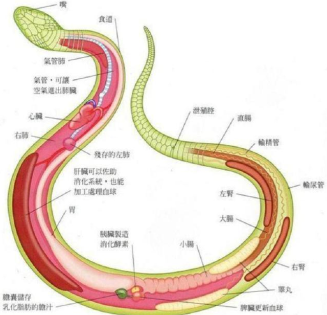 世界上最长的河_世界上最长的河流933 / 作者:UFO爱好者 / 帖子ID:101175