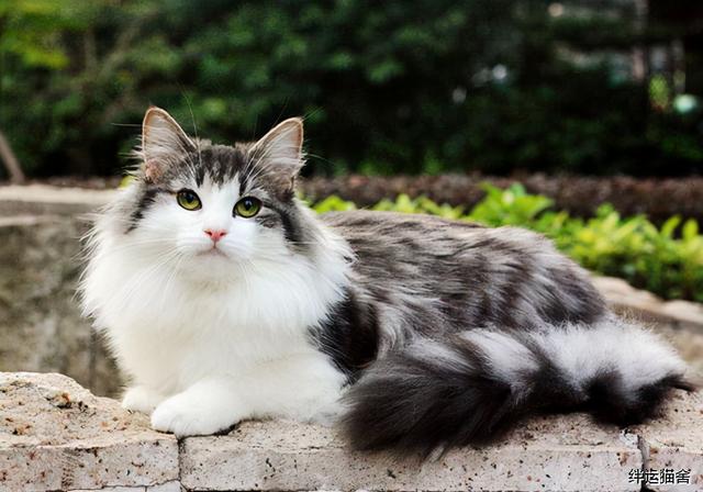 最大的猫_最大的猫是什么品种400 / 作者:UFO爱好者 / 帖子ID:97300