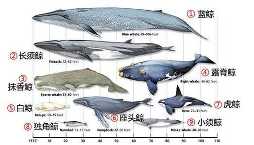 世界上最大的鱼_世界上最大的鱼类135 / 作者:UFO爱好者 / 帖子ID:101290