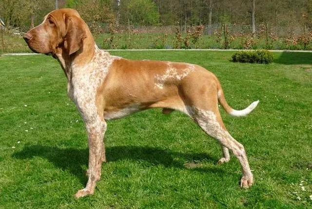 猎犬排名_猎犬排名犬排行榜前十名932 / 作者:UFO爱好者 / 帖子ID:98259