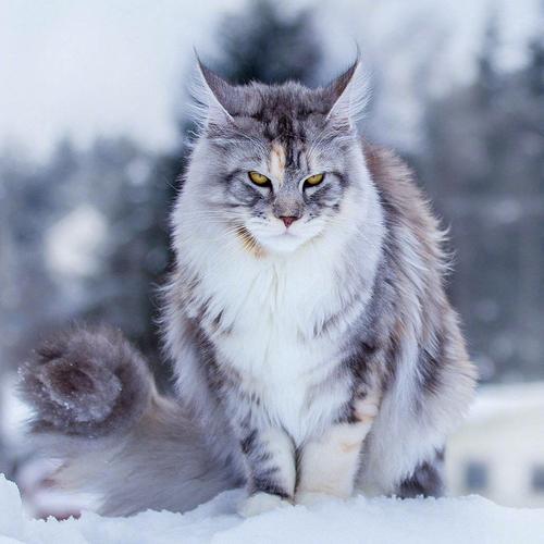 最大的猫_最大的猫是什么品种113 / 作者:UFO爱好者 / 帖子ID:97300
