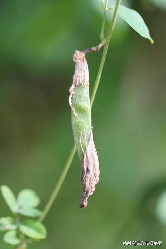 长得像人体器官的植物_长得像人体器官的植物图片中药460 / 作者:UFO爱好者 / 帖子ID:103924