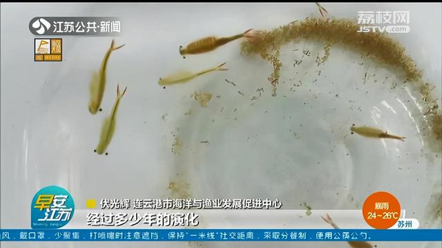 吸血鬼鹿_吸血鬼鹿是什么动物465 / 作者:UFO爱好者 / 帖子ID:97491