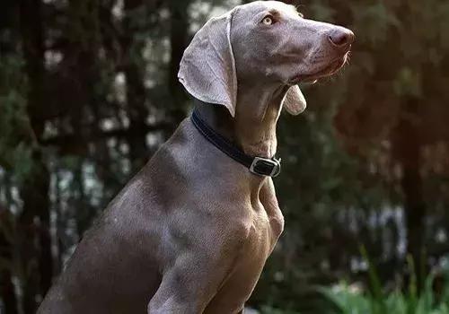 猎犬排名_猎犬排名犬排行榜前十名534 / 作者:UFO爱好者 / 帖子ID:98259