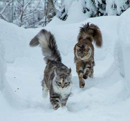 最大的猫_最大的猫是什么品种976 / 作者:UFO爱好者 / 帖子ID:97300