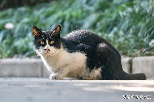 黑猫进屋是什么征兆_梦见黑猫进屋是什么征兆37 / 作者:UFO爱好者 / 帖子ID:105123