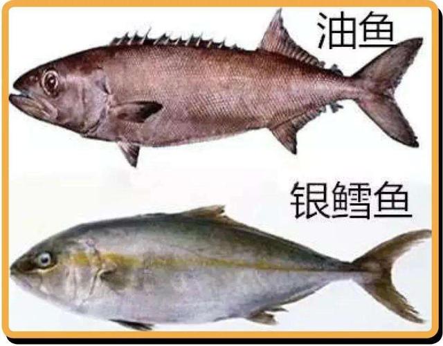 异鳞蛇鲭_异鳞蛇鲭和棘鳞蛇鲭41 / 作者:UFO爱好者 / 帖子ID:97483