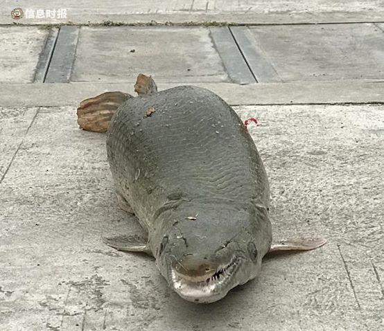 食肉水怪_食肉水怪纪录片133 / 作者:UFO爱好者 / 帖子ID:97746