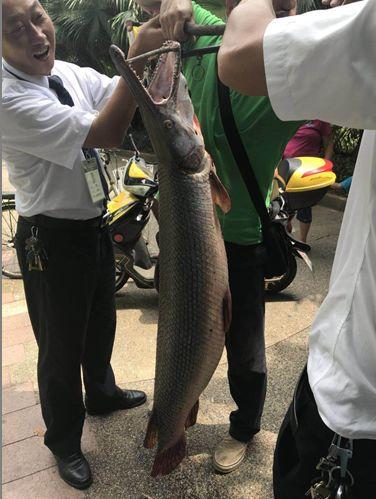 食肉水怪_食肉水怪纪录片1000 / 作者:UFO爱好者 / 帖子ID:97746