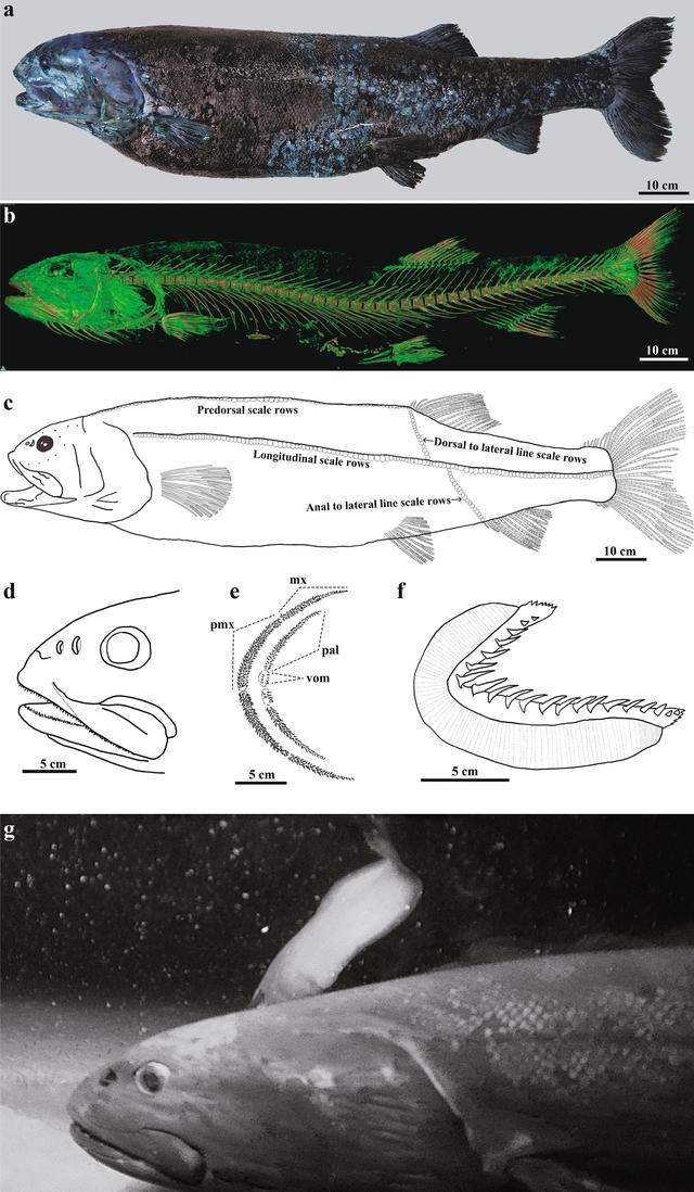 深海怪鱼_深海怪鱼 克格莫多少钱287 / 作者:UFO爱好者 / 帖子ID:97830