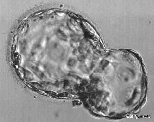 双头动物_双头动物图片338 / 作者:UFO爱好者 / 帖子ID:97688