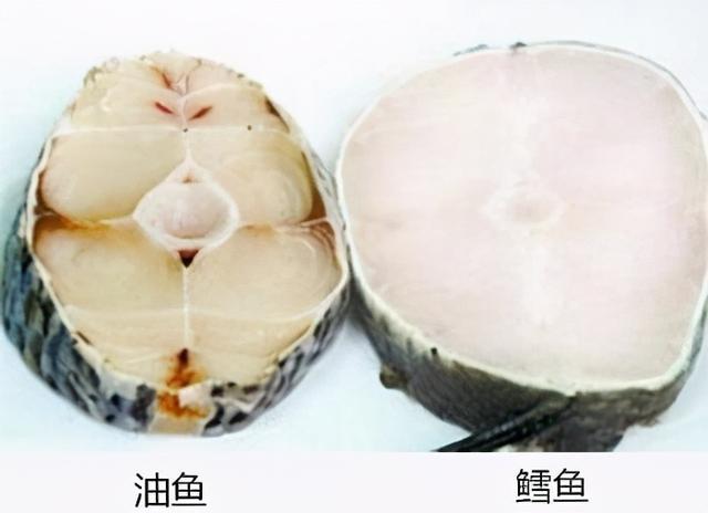 异鳞蛇鲭_异鳞蛇鲭和棘鳞蛇鲭149 / 作者:UFO爱好者 / 帖子ID:97483